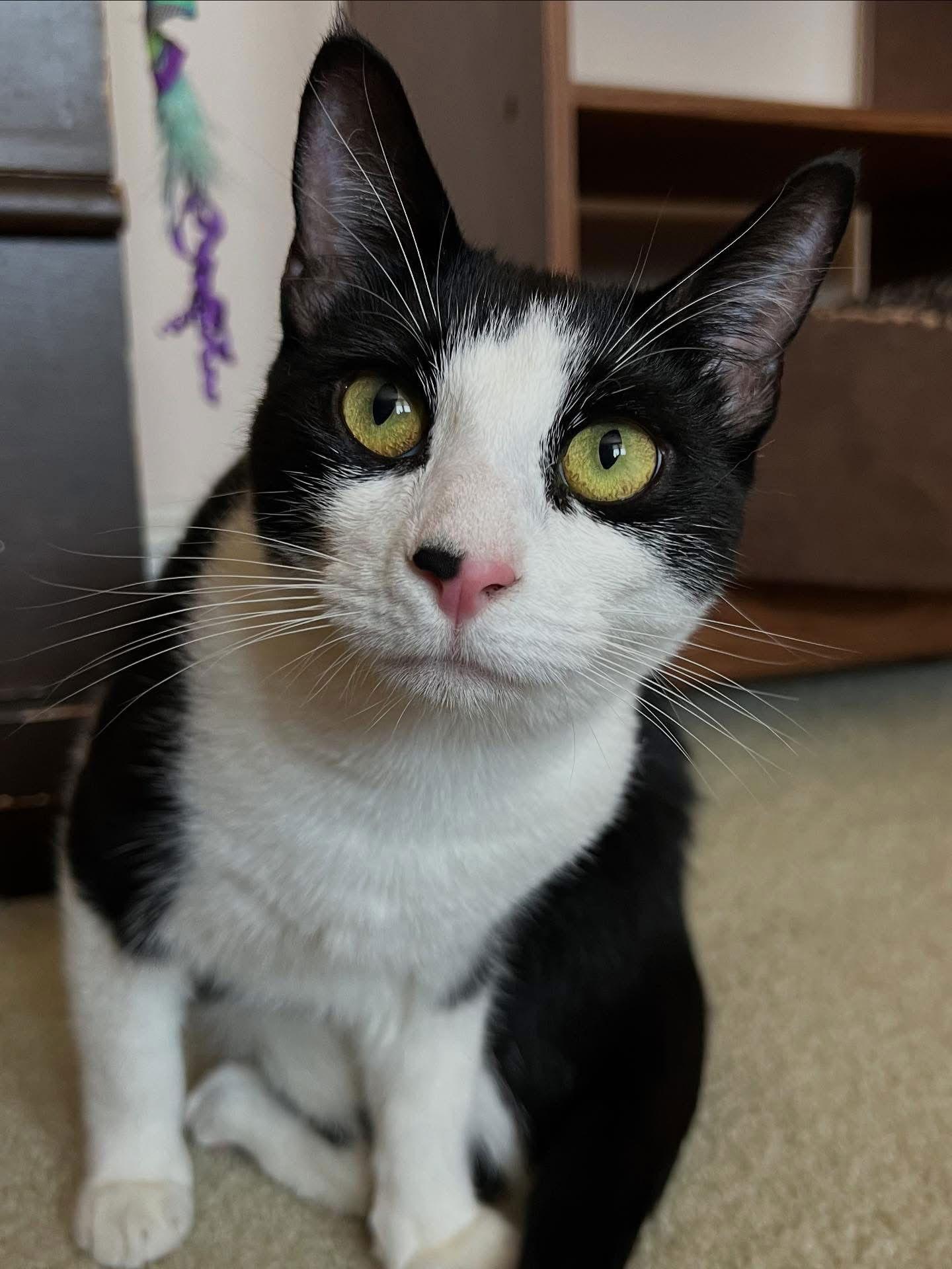 Poppy, a Adoptable Domestic Short Hair in Newtown Square, PA image 2/3