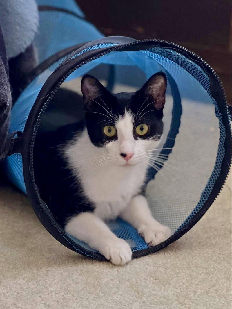 Enlarge Poppy, a Adoptable Domestic Short Hair in Newtown Square, PA image 3/3