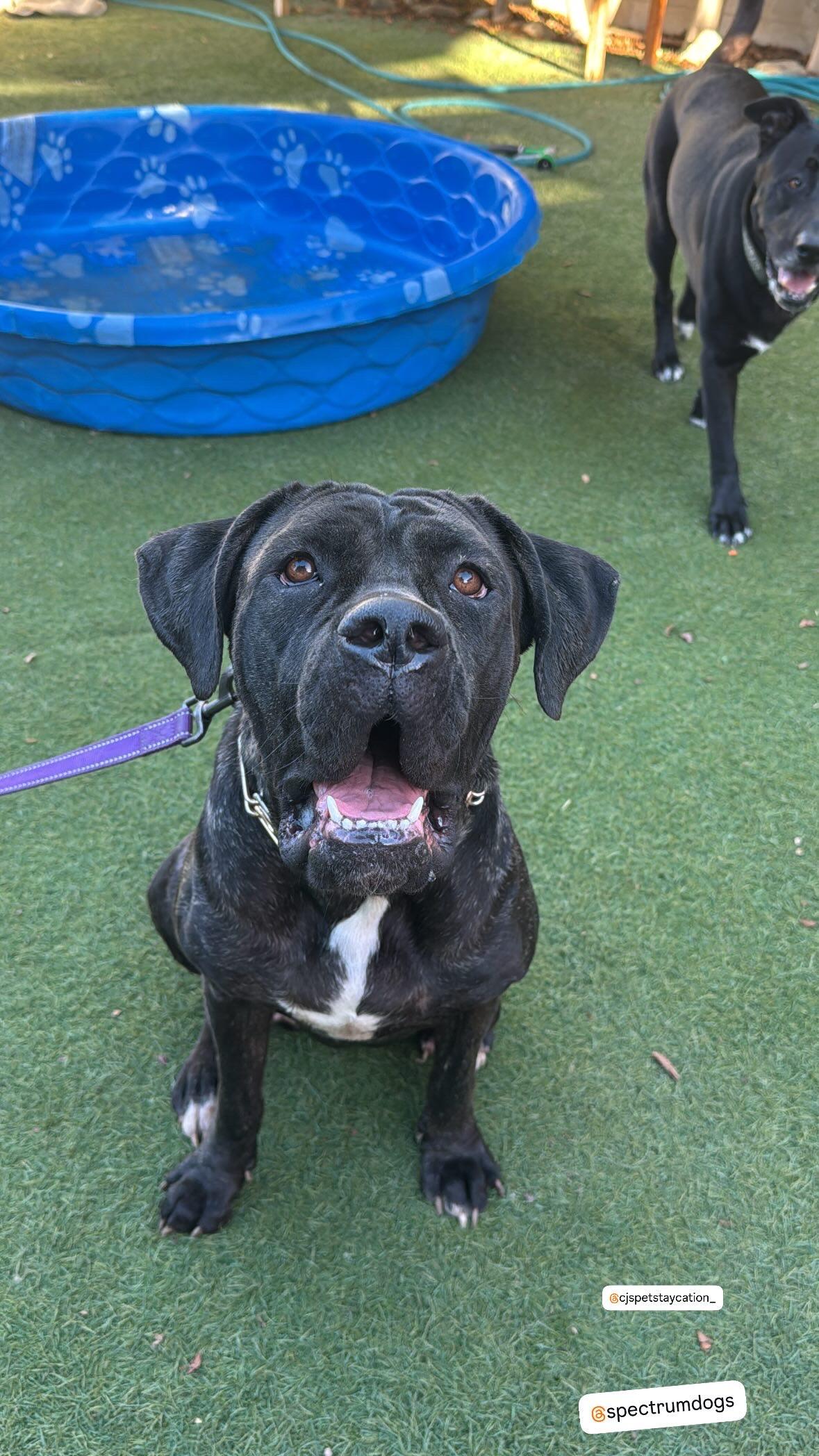 Carmella, a Adopted mixed breed in Torrance, CA image 1/3