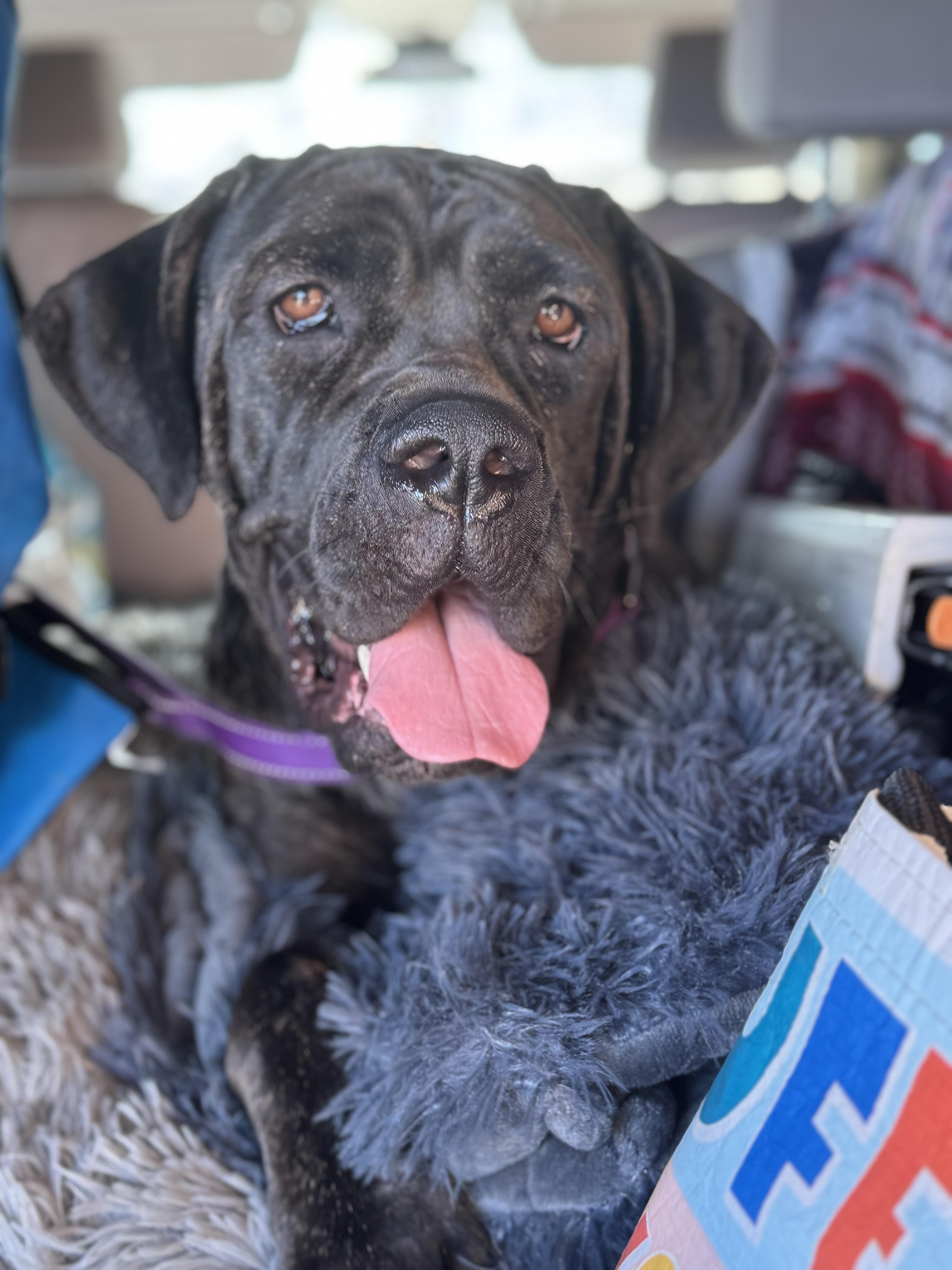 Carmella, a Adopted mixed breed in Torrance, CA image 2/3