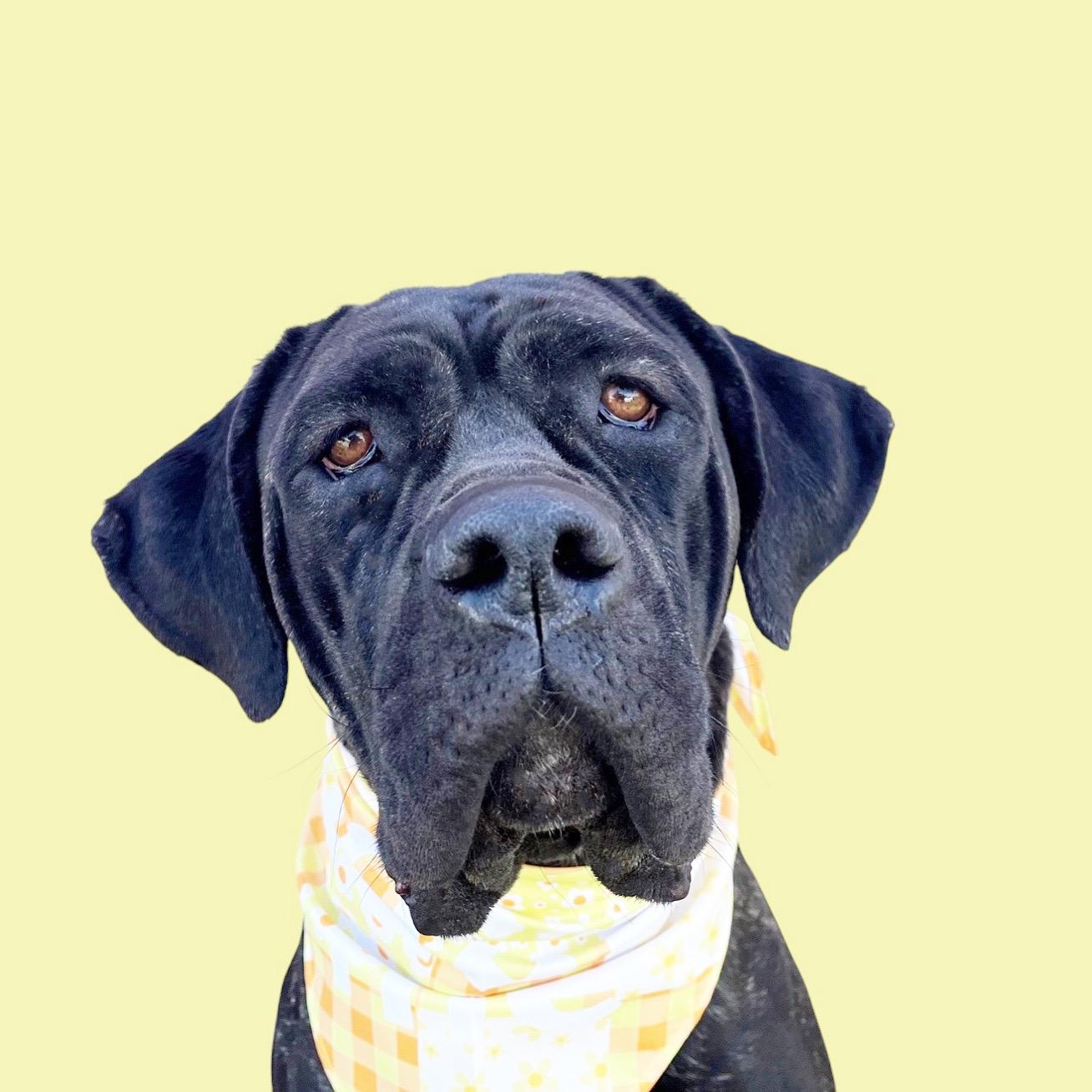 Carmella, a Adopted mixed breed in Torrance, CA image 3/3