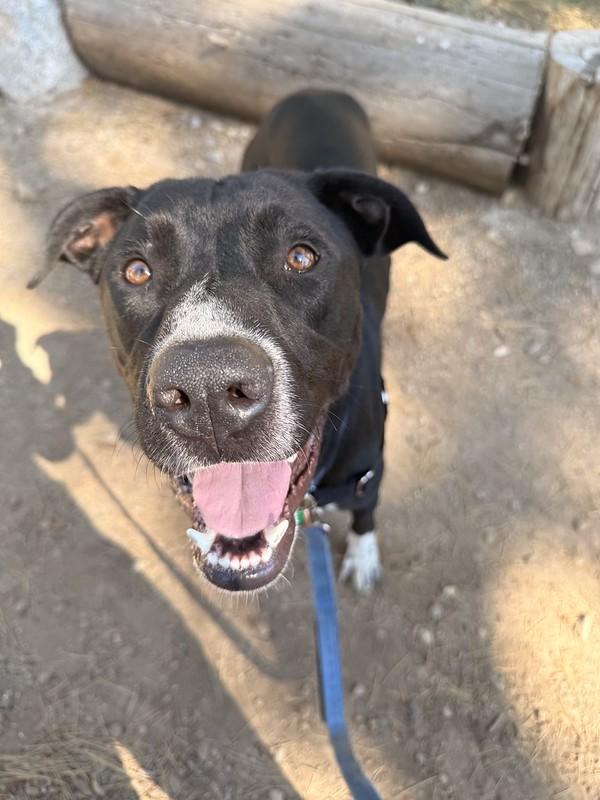 Newman, a ADOPTABLE mixed breed in Truckee, CA image 2/4