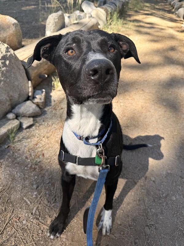 Newman, a ADOPTABLE mixed breed in Truckee, CA image 3/4