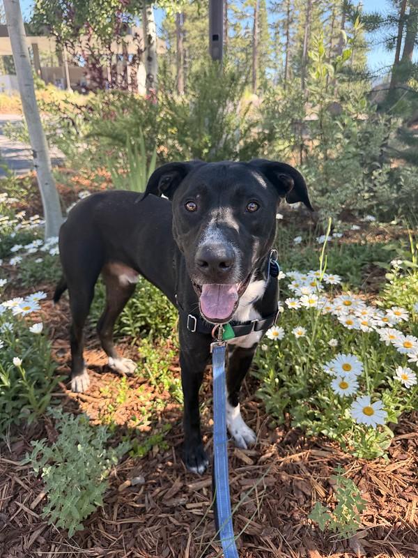 Newman, a ADOPTABLE mixed breed in Truckee, CA image 1/4