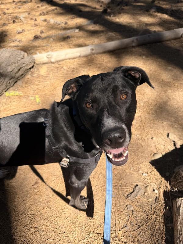 Newman, a ADOPTABLE mixed breed in Truckee, CA image 4/4