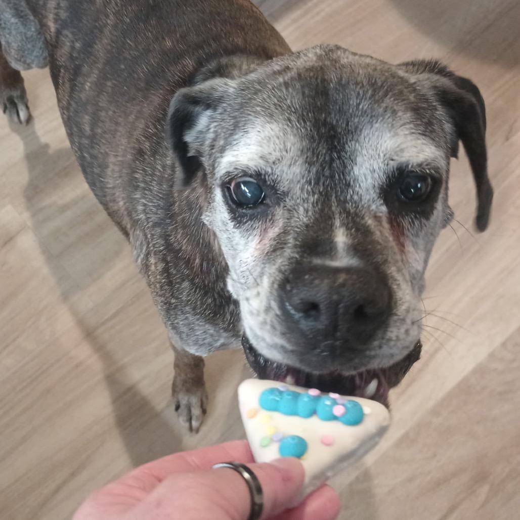 Enlarge Kita, a Adoptable Boxer in Saint Cloud, MN image 2/6