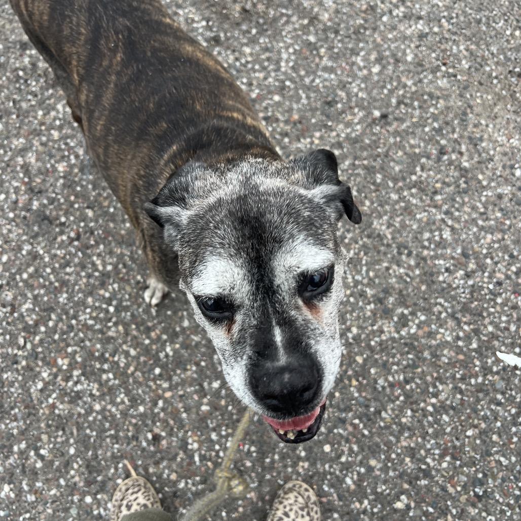 Enlarge Kita, a Adoptable Boxer in Saint Cloud, MN image 4/6