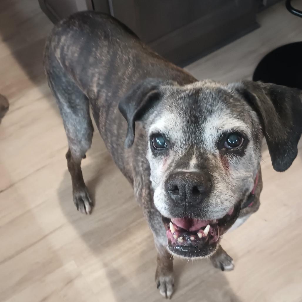 Enlarge Kita, a Adoptable Boxer in Saint Cloud, MN image 5/6