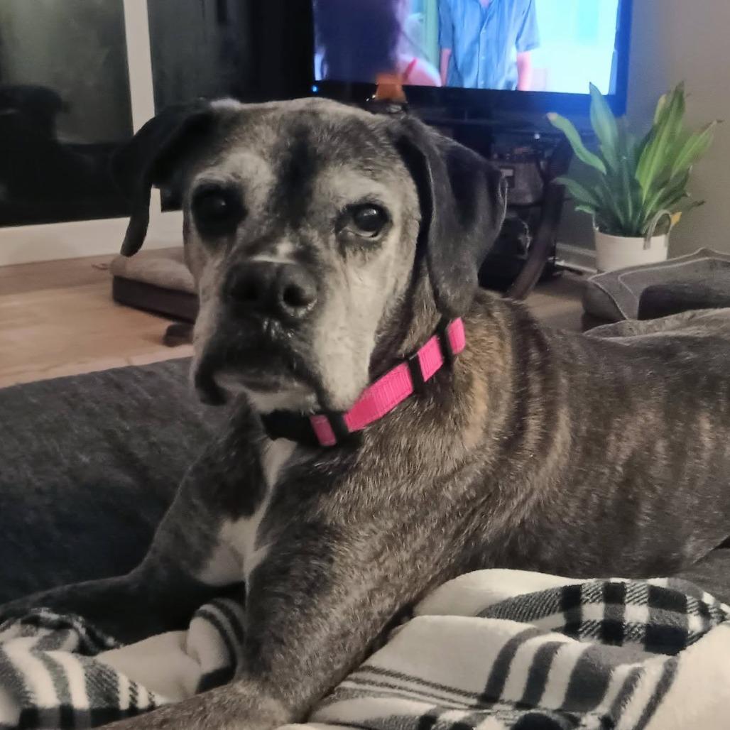 Enlarge Kita, a Adoptable Boxer in Saint Cloud, MN image 6/6