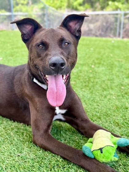 Uly - 2, Adoptable, Adult Male Mixed Breed & Mixed Breed.