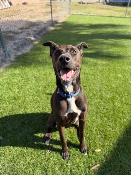 Uly - 2, Adoptable, Adult Male Mixed Breed & Mixed Breed.