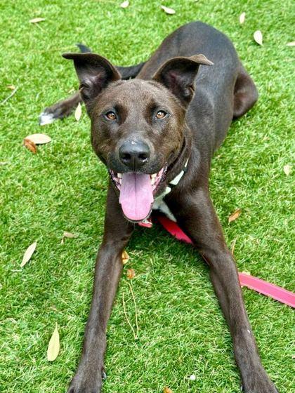 Uly - 2, a Adoptable mixed breed in Daytona Beach, FL image 2/3