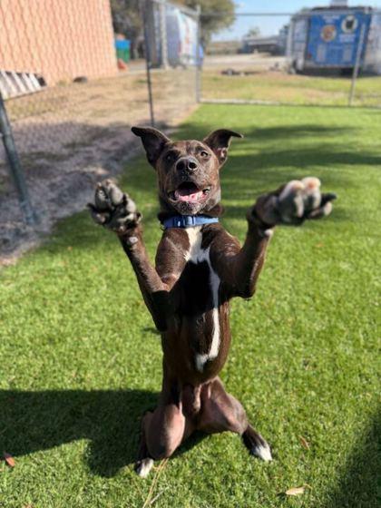 Uly - 2, a Adoptable mixed breed in Daytona Beach, FL image 3/3