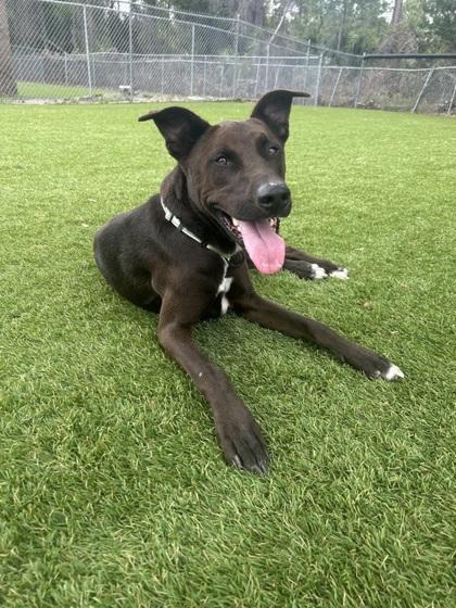 Uly - 2, a Adoptable mixed breed in Daytona Beach, FL image 3/3
