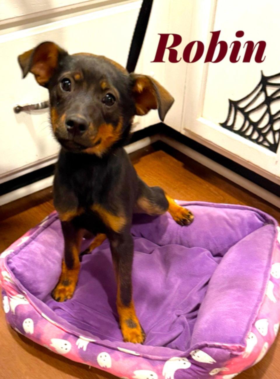 Robin, Adoptable, Young Female Miniature Pinscher & German Shepherd Dog.