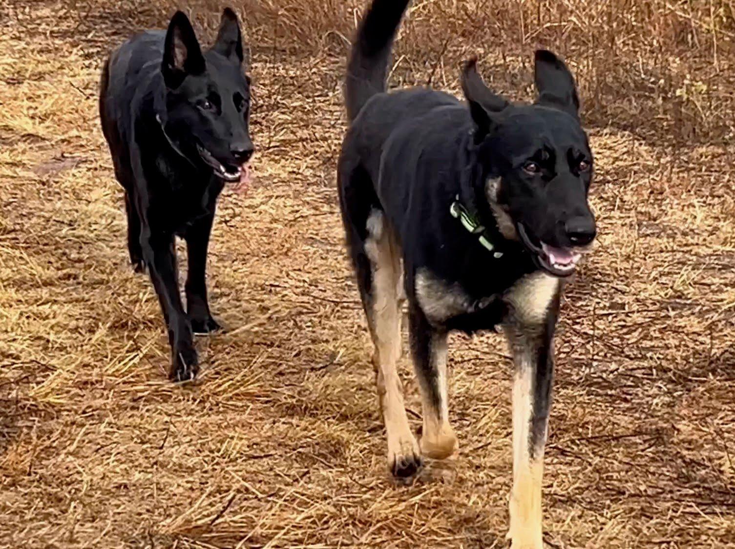 Enlarge Ziggy, a Adoptable German Shepherd Dog in Blanco, OK image 2/3