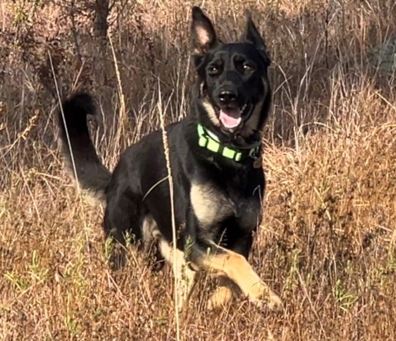 Enlarge Ziggy, a Adoptable German Shepherd Dog in Blanco, OK image 3/3