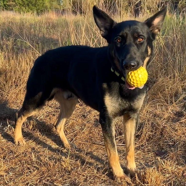 Enlarge Ziggy, a Adoptable German Shepherd Dog in Blanco, OK image 1/3