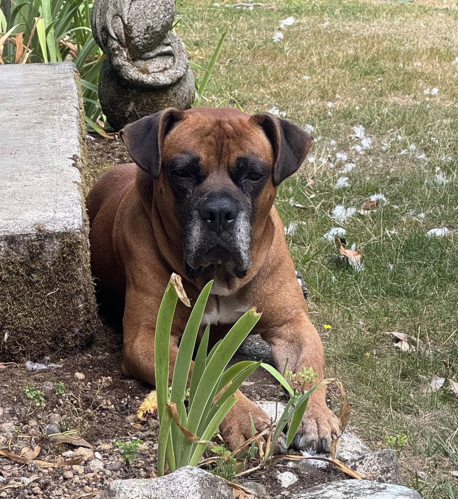 Kyle, Adoptable, Senior Male Boxer.