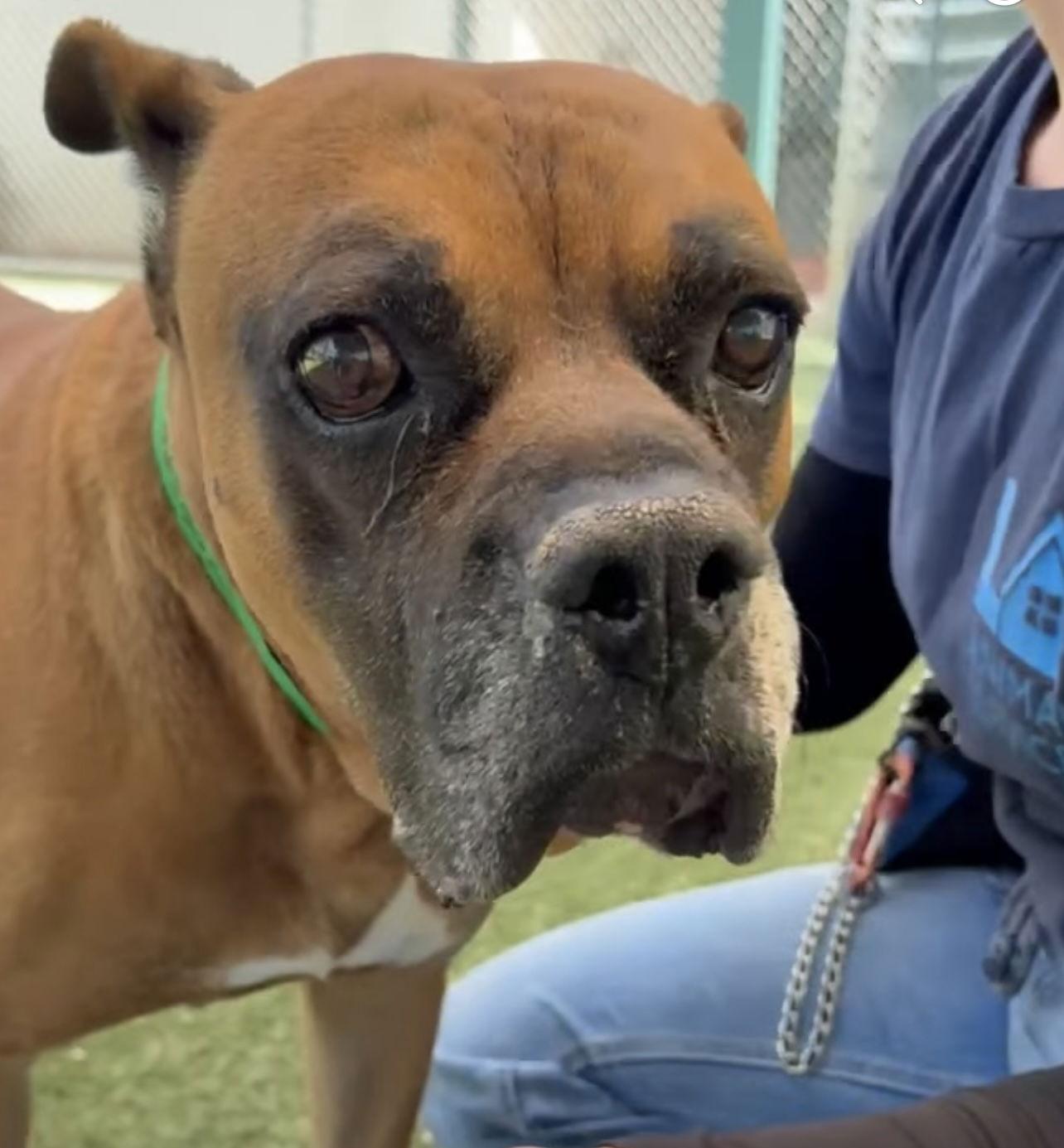 Enlarge Kyle, a Adoptable Boxer in Stanwood, WA image 2/3