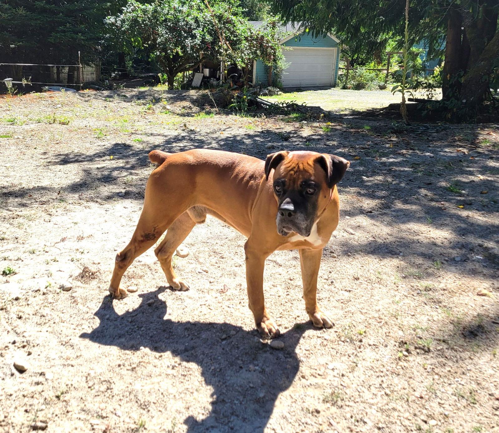 Enlarge Kyle, a Adoptable Boxer in Stanwood, WA image 3/3