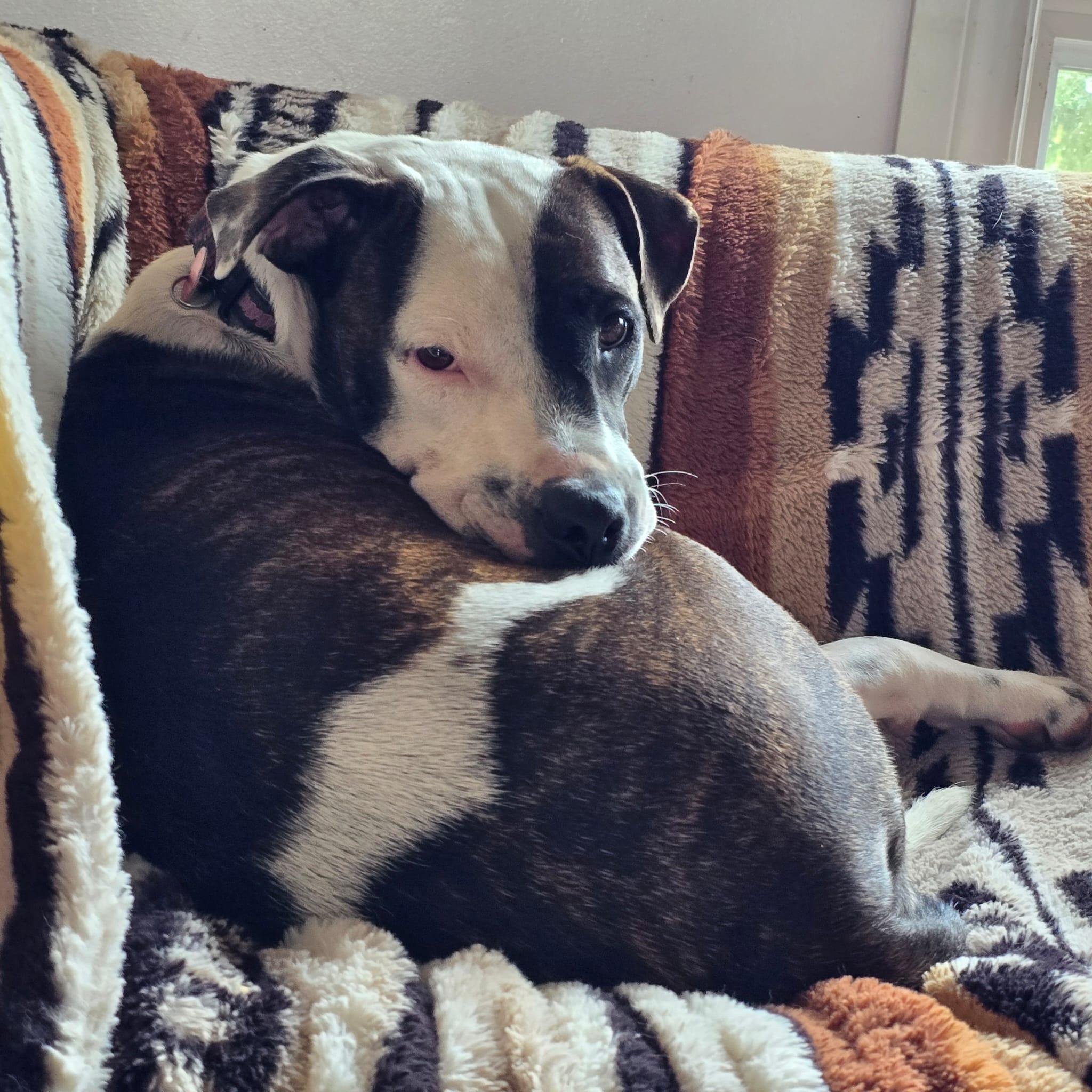 Enlarge Kiara, a ADOPTABLE mixed breed in Williamsburg, ON image 2/6
