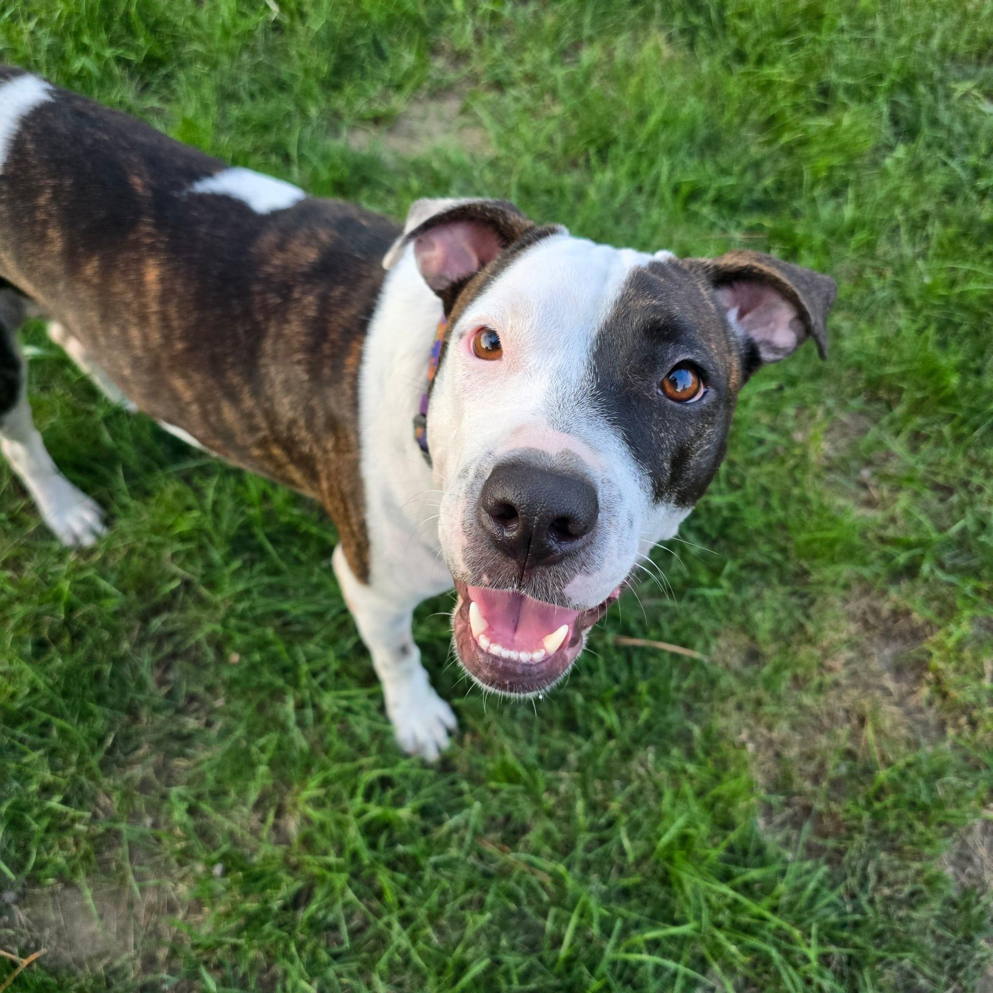 Enlarge Kiara, a ADOPTABLE mixed breed in Williamsburg, ON image 5/6