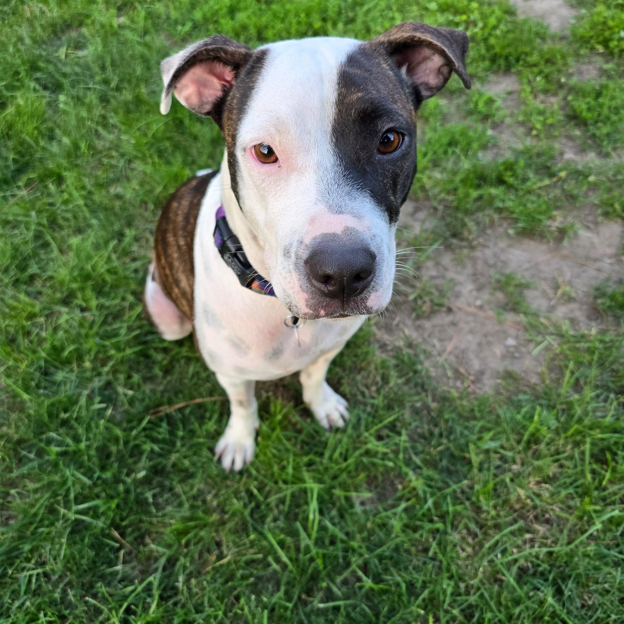 Kiara, ADOPTABLE, Young Female Bull Terrier & Hound.