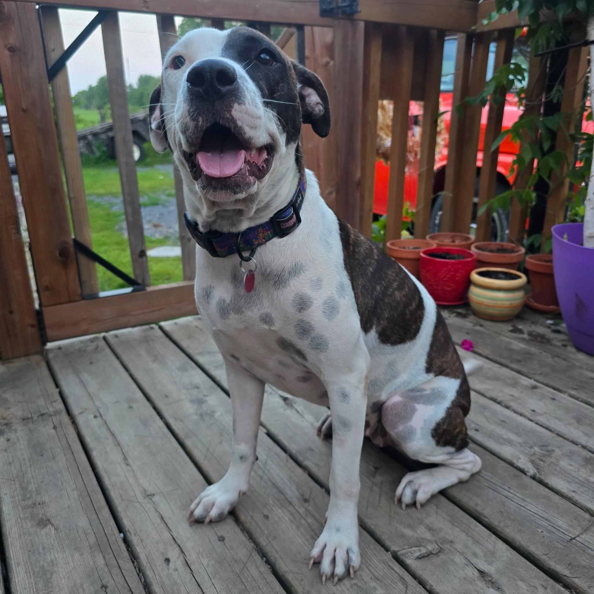 Enlarge Kiara, a ADOPTABLE mixed breed in Williamsburg, ON image 6/6
