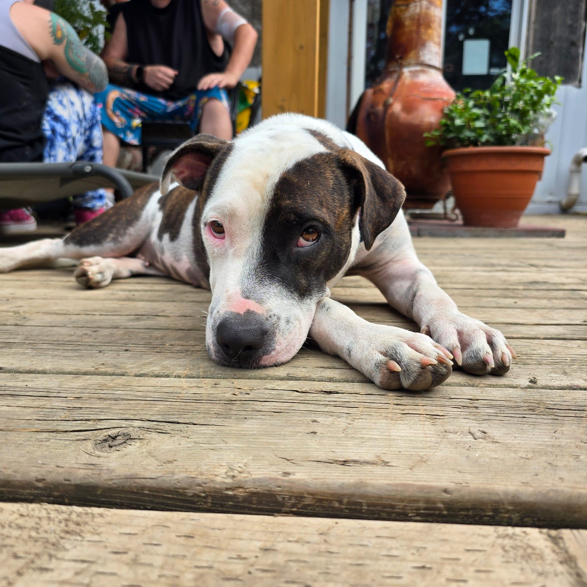 Enlarge Kiara, a ADOPTABLE mixed breed in Williamsburg, ON image 4/6