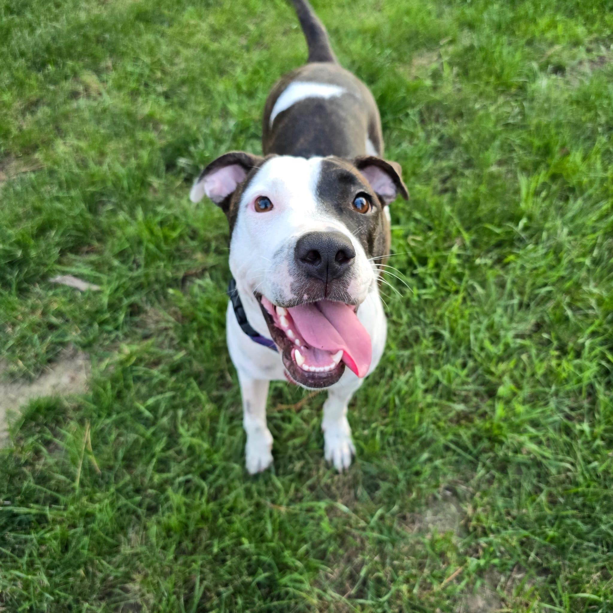 Enlarge Kiara, a ADOPTABLE mixed breed in Williamsburg, ON image 3/6
