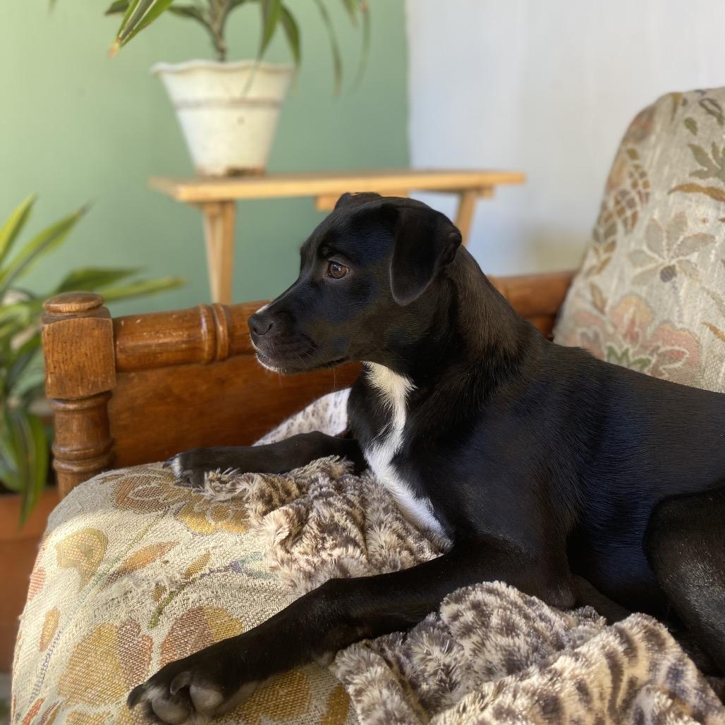 Bear — thumbnail 2