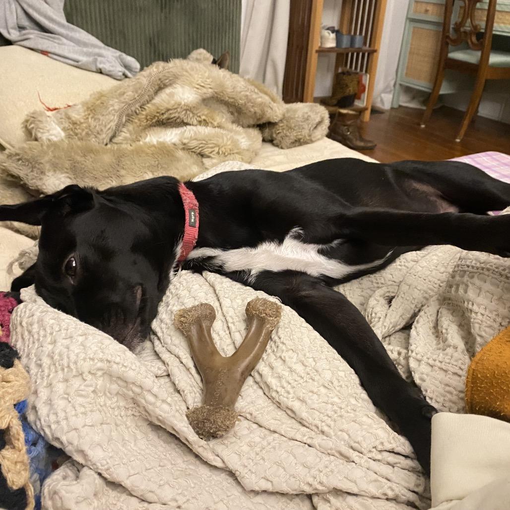 Bear — thumbnail 3