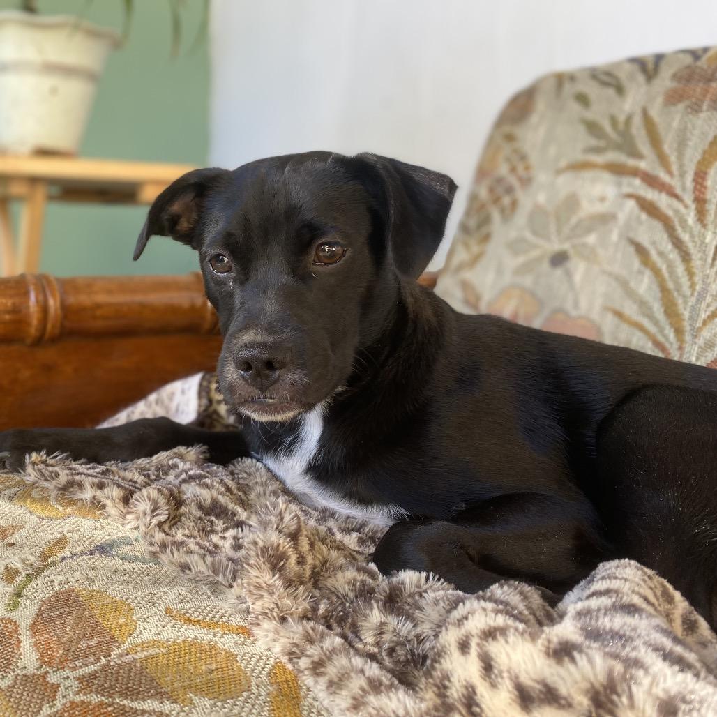 Bear — thumbnail 4