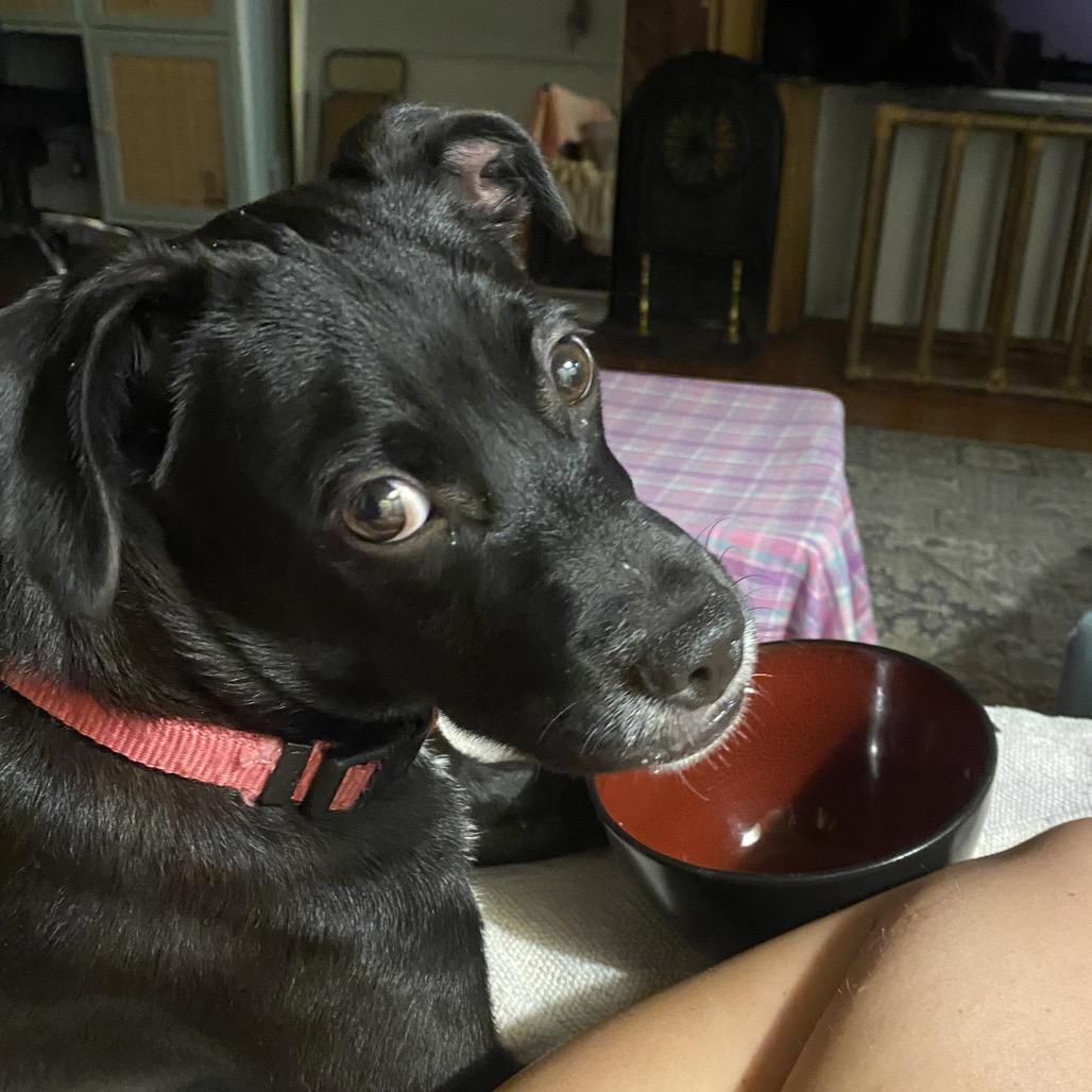 Bear — thumbnail 5