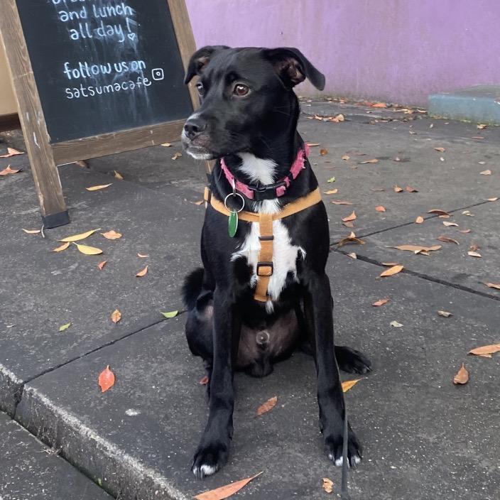 Bear — thumbnail 6