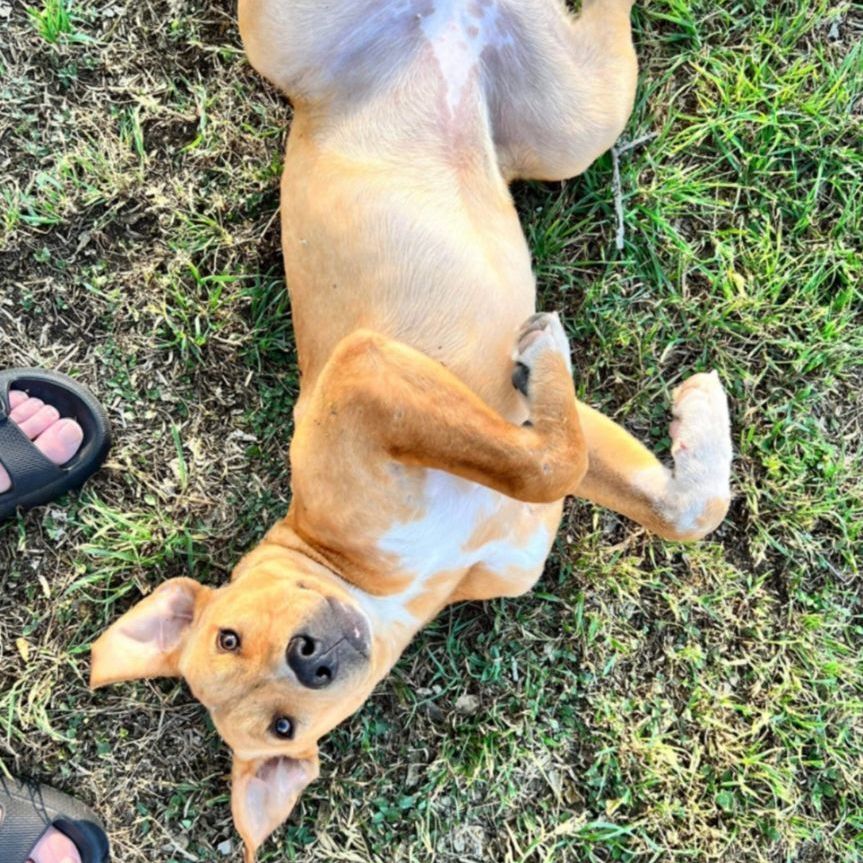 Chloe, a Adopted mixed breed in Portland, OR image 1/5