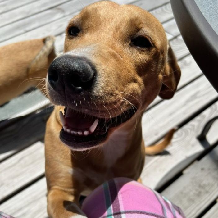 Chloe, a Adopted mixed breed in Portland, OR image 2/5