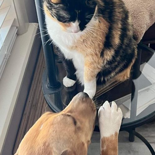 Chloe, a Adopted mixed breed in Portland, OR image 3/5