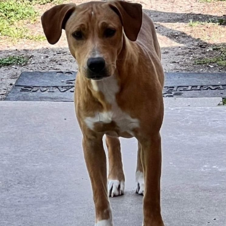 Chloe, a Adopted mixed breed in Portland, OR image 4/5