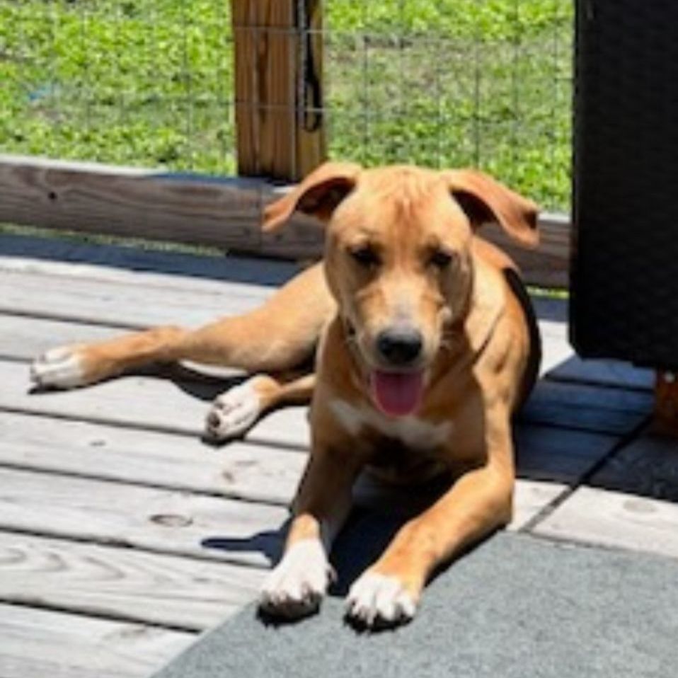 Chloe, a Adopted mixed breed in Portland, OR image 5/5