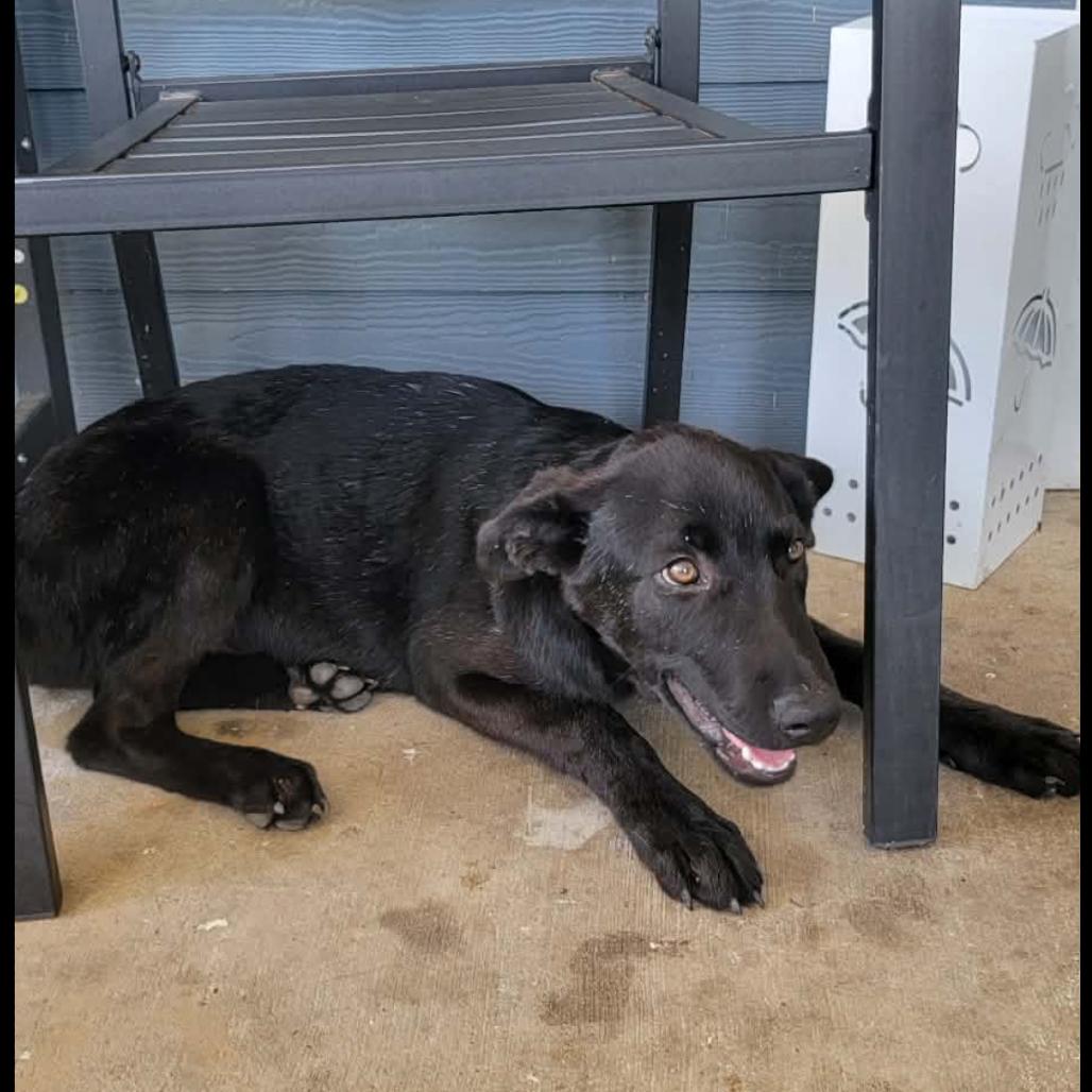 Ebony, Adoptable, Puppy Female Black Labrador Retriever.