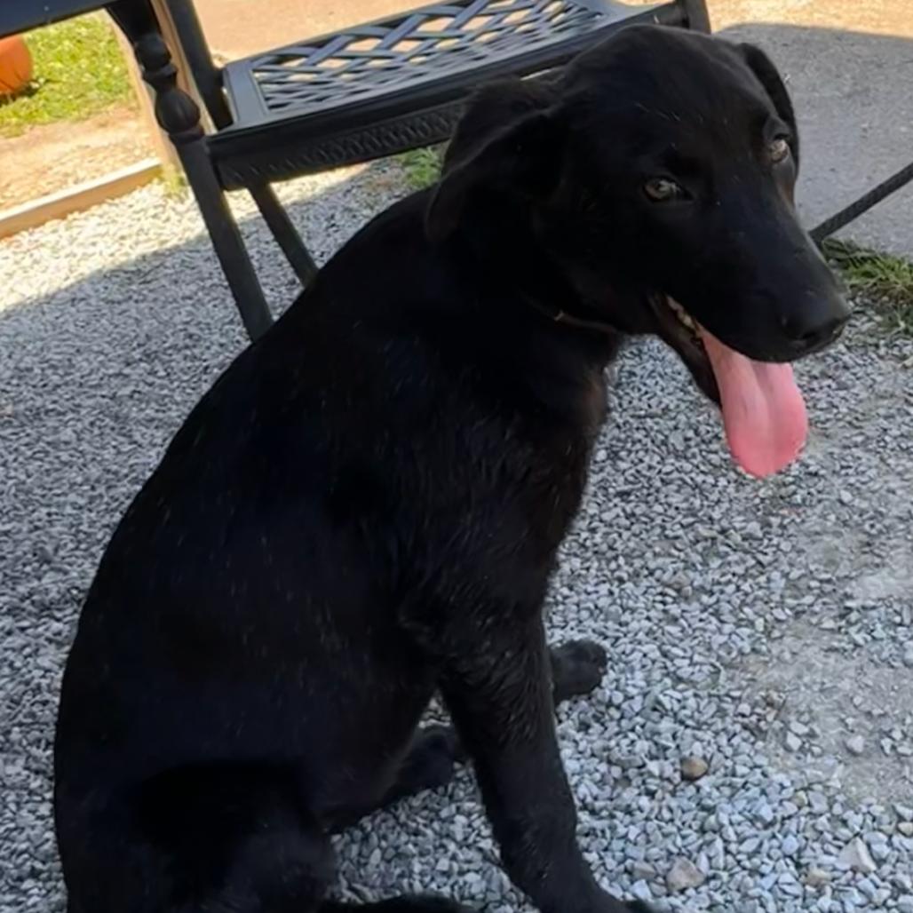 Enlarge Ebony, a Adoptable Black Labrador Retriever in Centerville, TN image 2/2