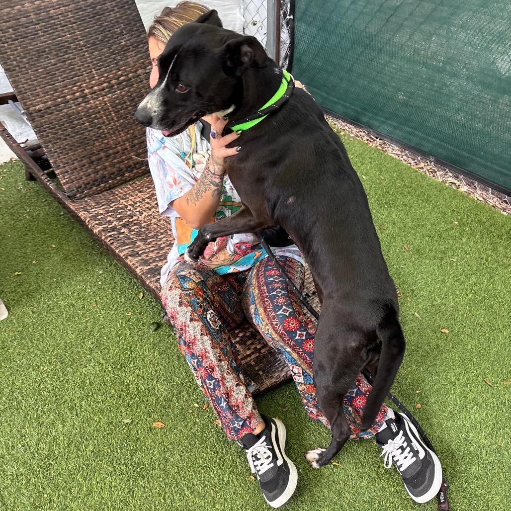 Samantha Gamgee, Adoptable, Adult Female Terrier.