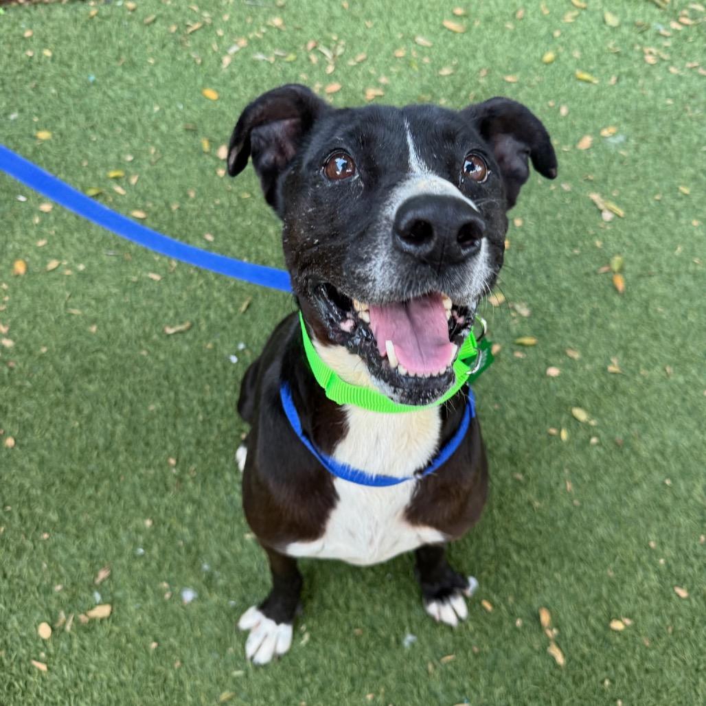 Enlarge Samantha Gamgee, a Adoptable Terrier in San Diego, CA image 2/5