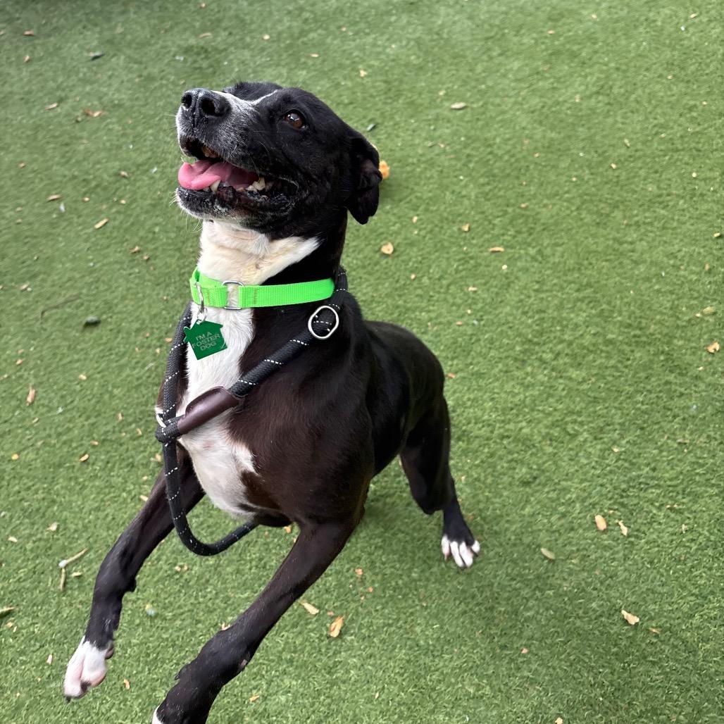 Enlarge Samantha Gamgee, a Adoptable Terrier in San Diego, CA image 3/5