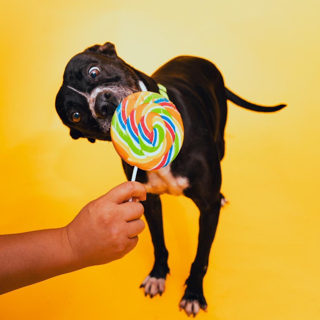 Samantha Gamgee, a Adoptable Terrier in San Diego, CA image 3/6