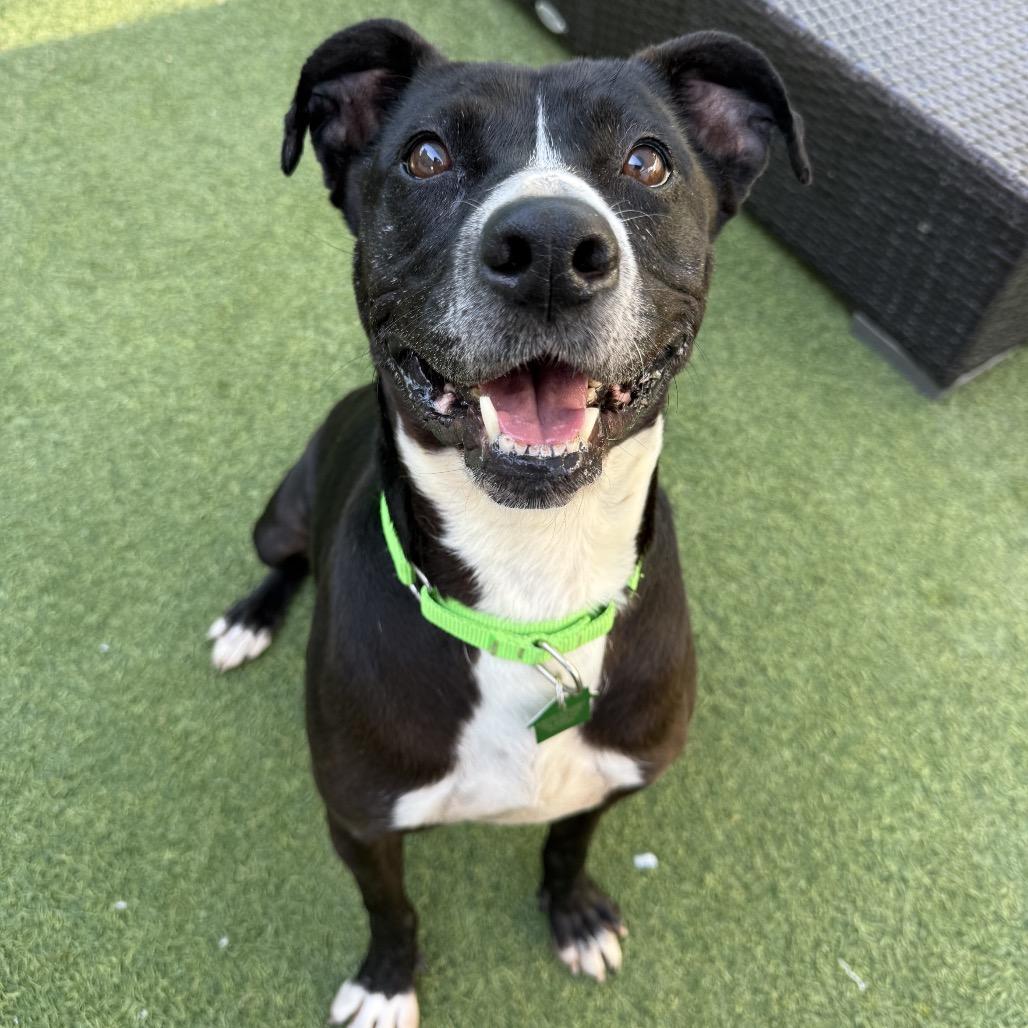 Enlarge Samantha Gamgee, a Adoptable Terrier in San Diego, CA image 4/5