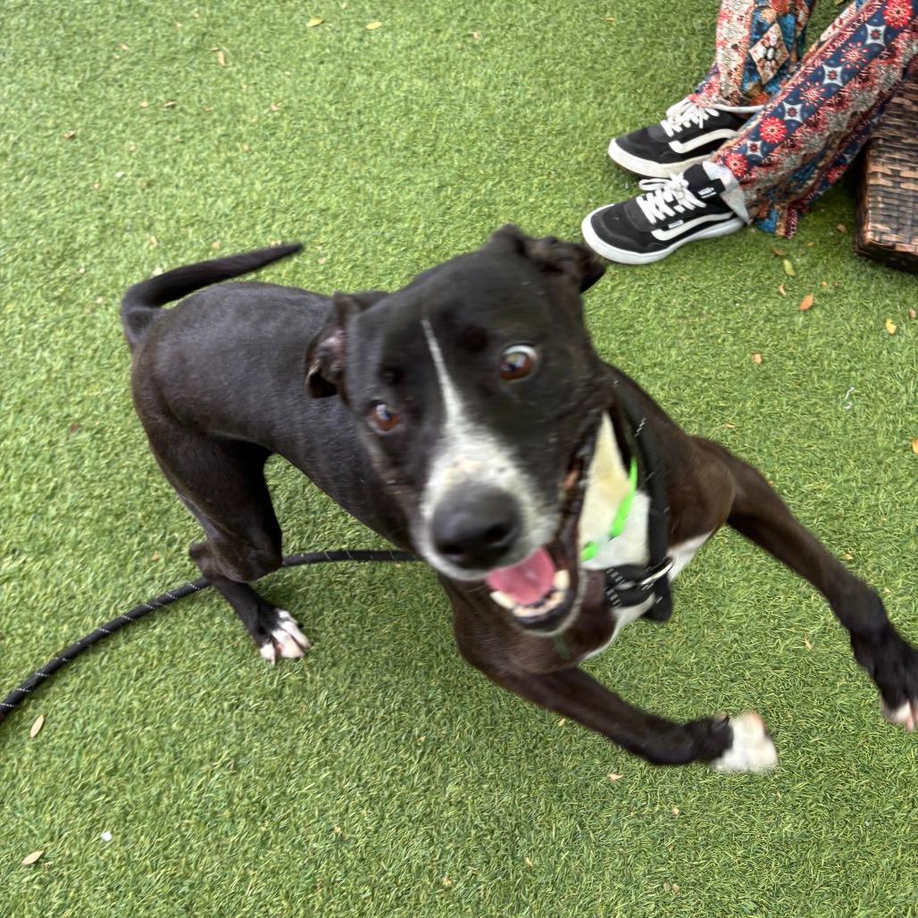Samantha Gamgee, a Adoptable Terrier in San Diego, CA image 5/6