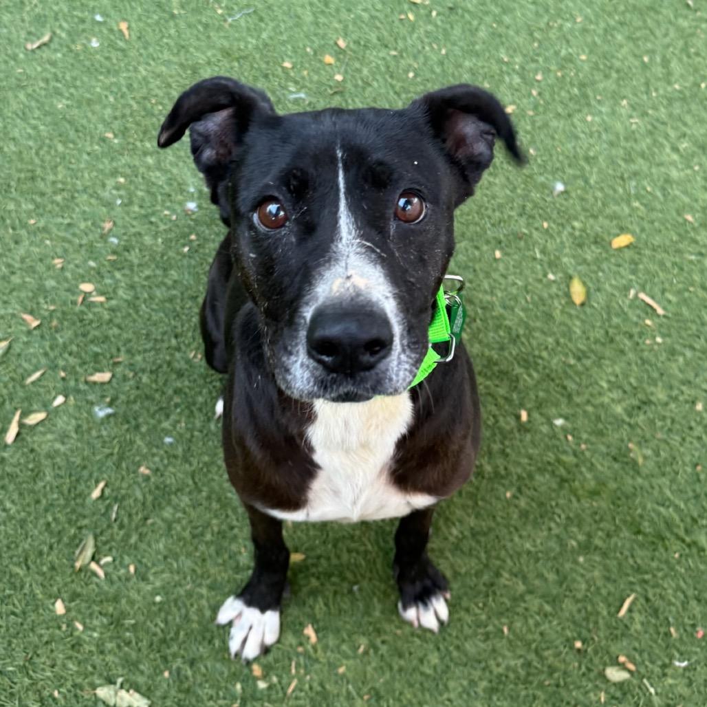 Enlarge Samantha Gamgee, a Adoptable Terrier in San Diego, CA image 5/5